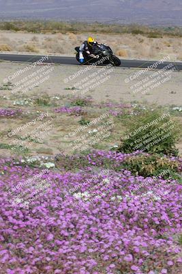 media/Feb-04-2023-SoCal Trackdays (Sat) [[8a776bf2c3]]/Turn 15 Inside Blooming (1050am)/